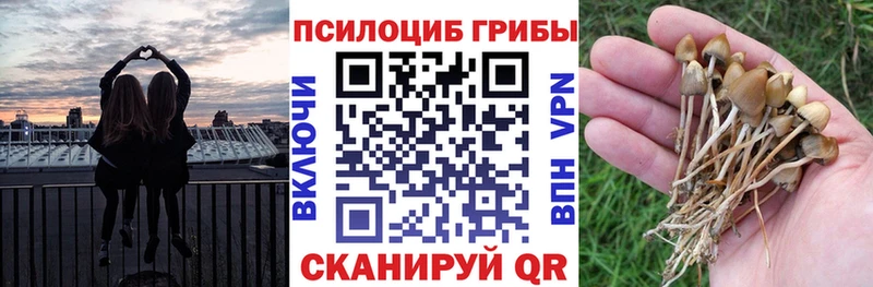 Псилоцибиновые грибы Cubensis  где найти   Нальчик 
